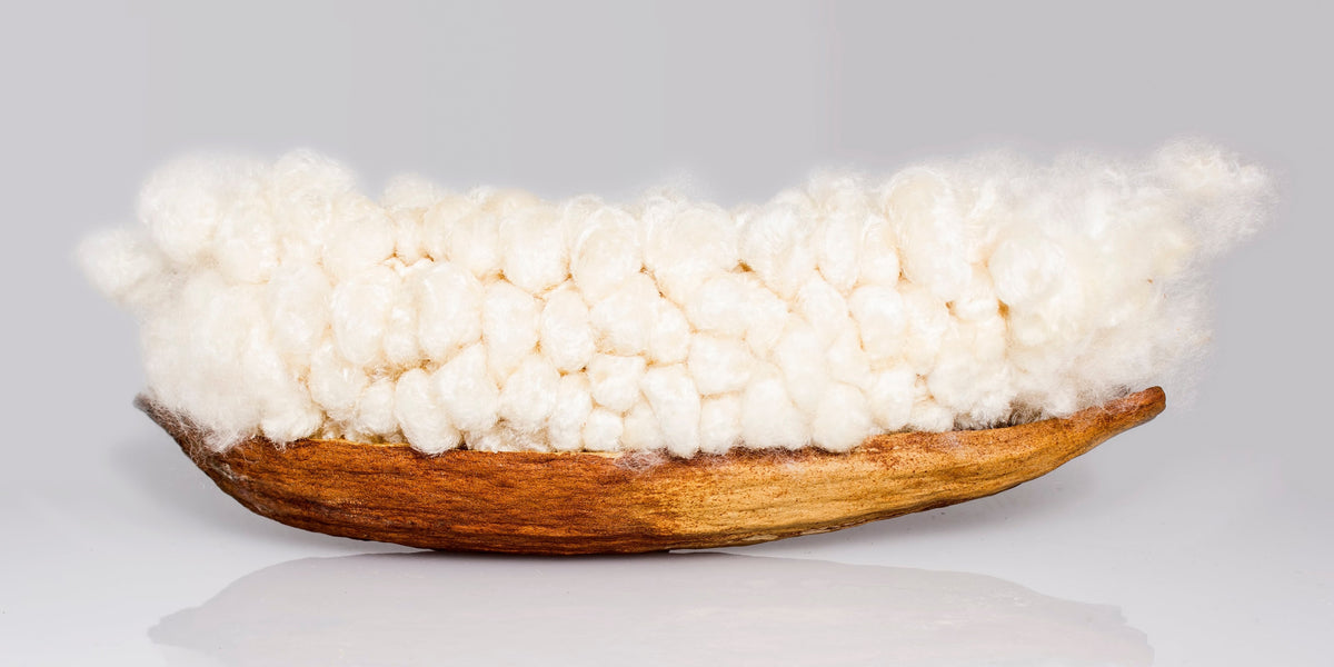 Kapok fiber filling displayed inside a natural kapok seed pod