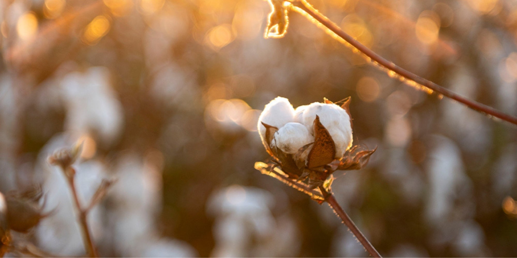 organic cotton blossom in a field at sunset