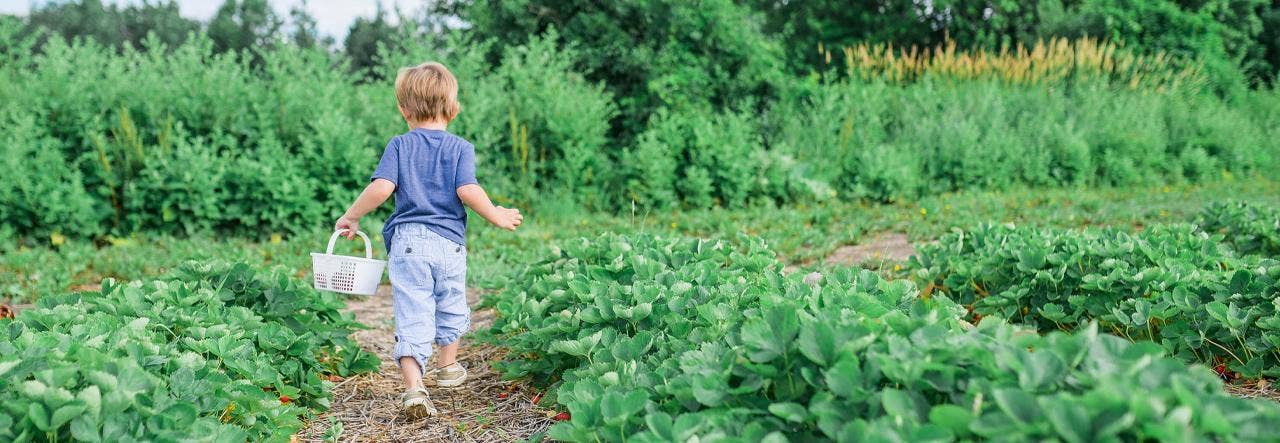 Kid picking berries in a field