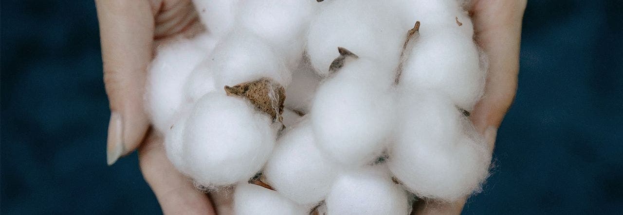 Woman's hands cupping organic cotton blossoms