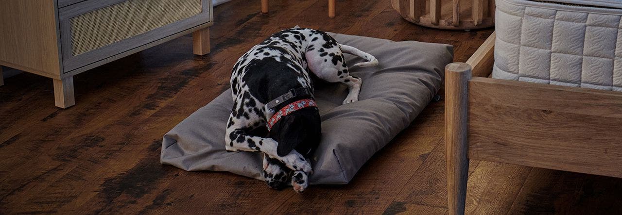 Dalmatian covering her face and resting on a Naturepedic organic dog bed 