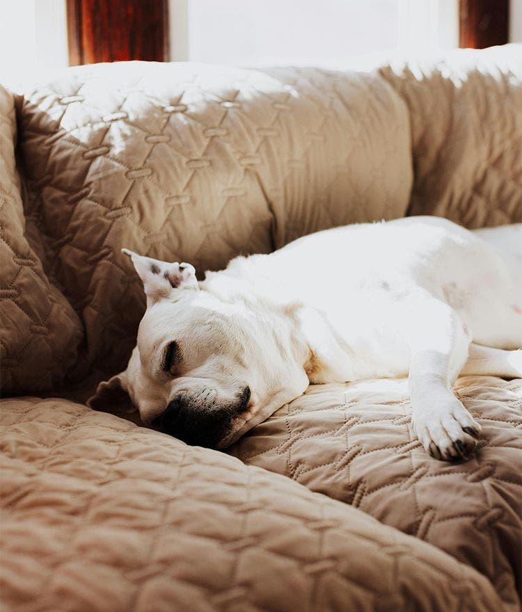 dog resting on couch with couch cover