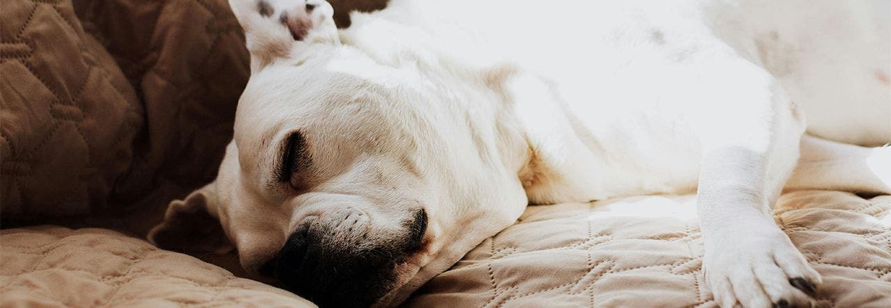 dog resting on couch with couch cover