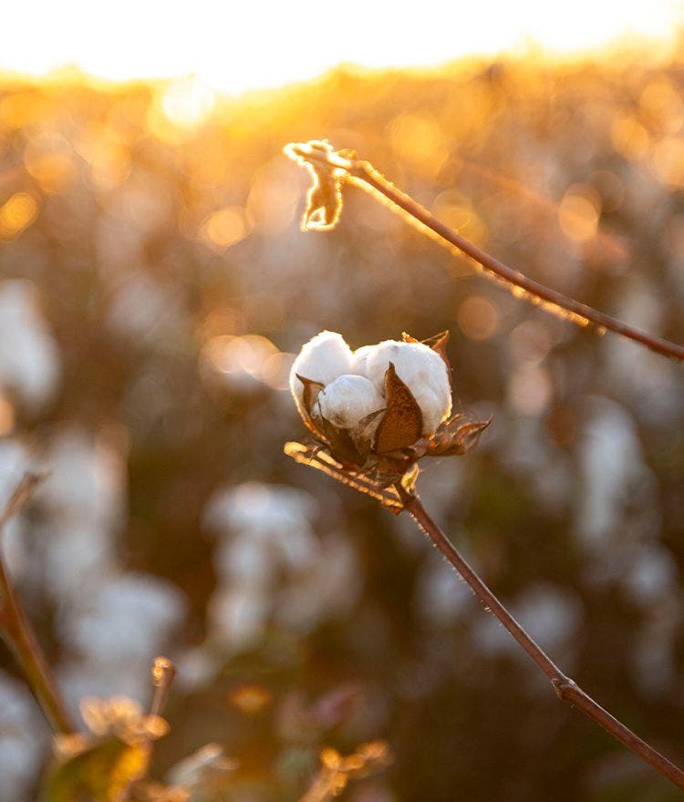 Quick Guide to Organic Cotton vs. Conventional Cotton