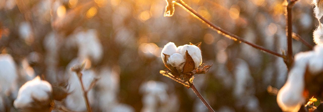 Cotton blossoms on a USDA certified organic farm