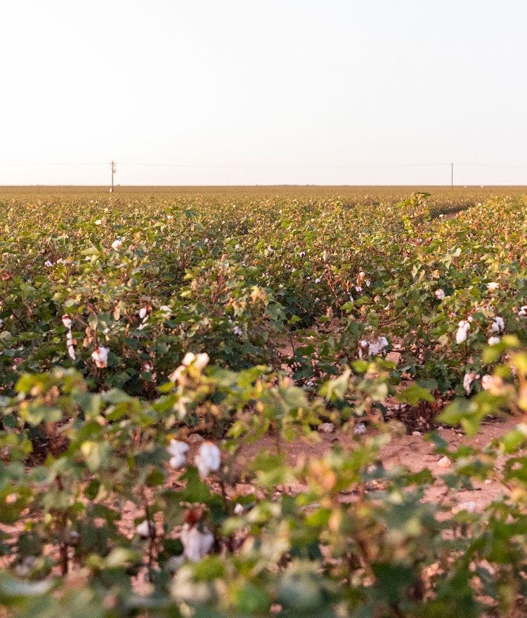 organic cotton farm