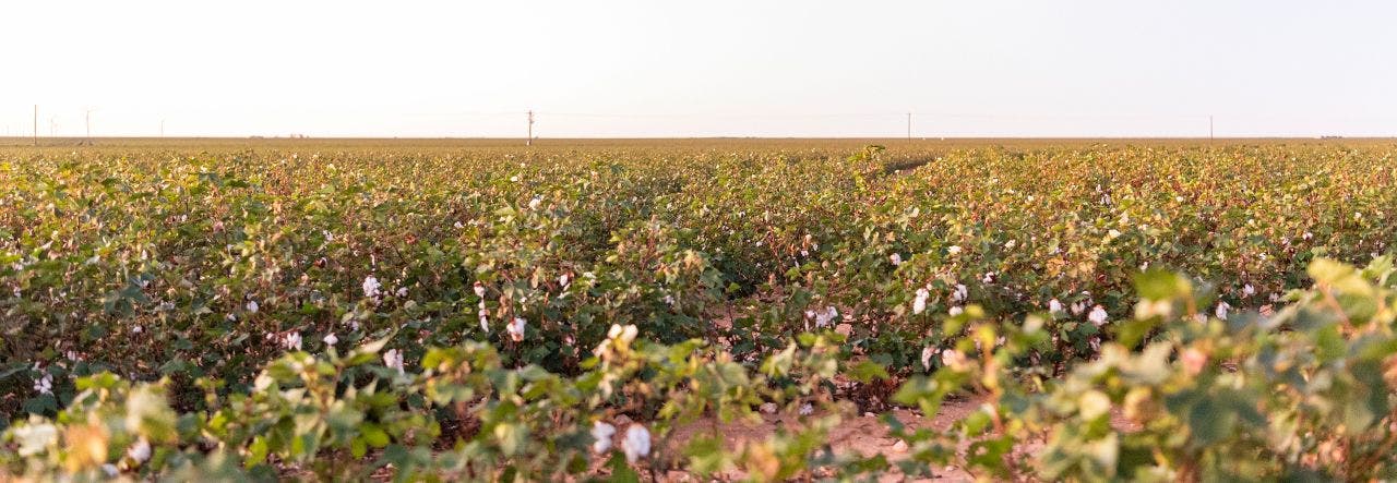 organic cotton farm