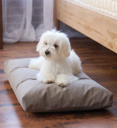 Shop Pet Beds
