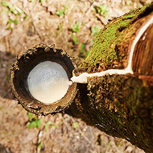 organic latex being cultivated from an organic rubber tree