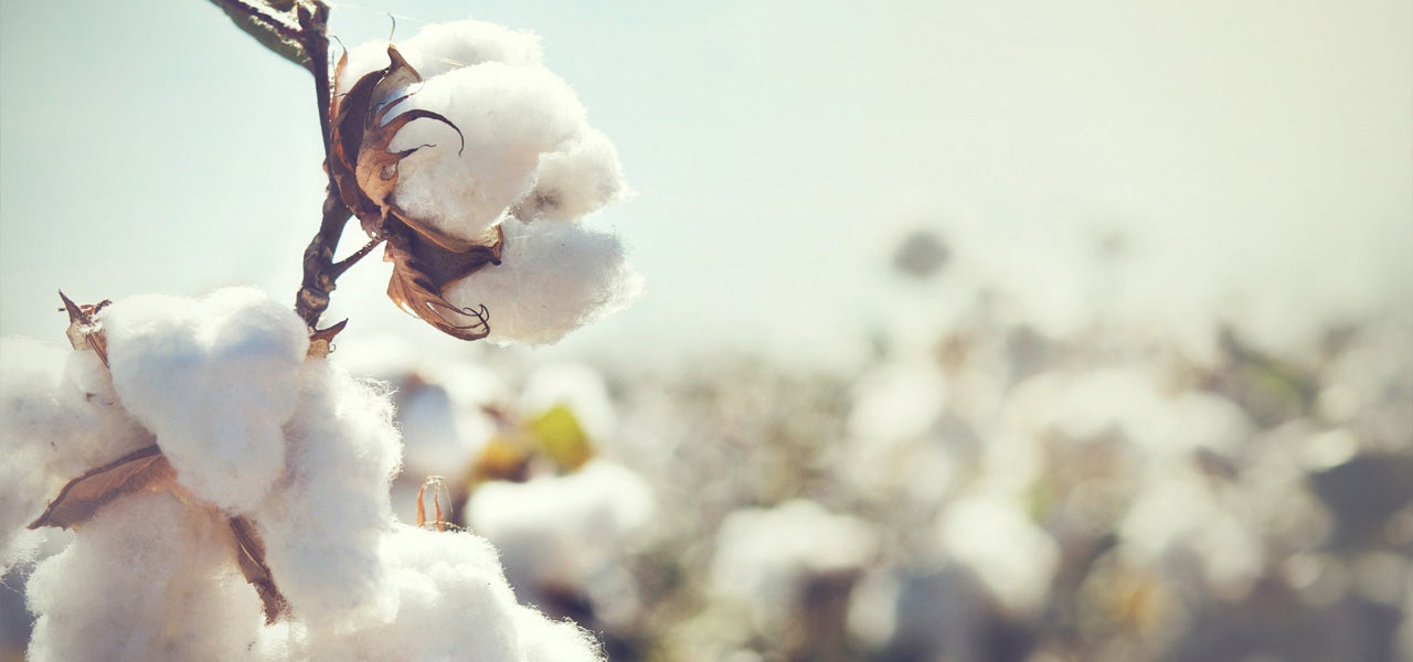 Cotton blossom plant in a field of blossoms 