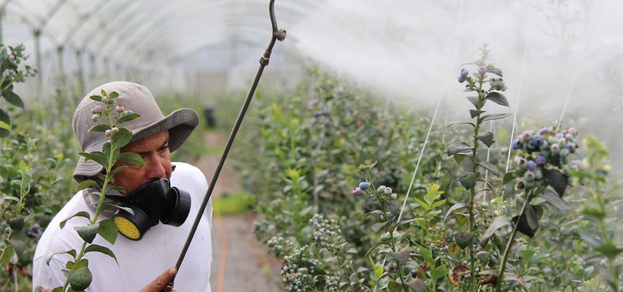 Non-organic farmer spraying GMO crops with pesticides 