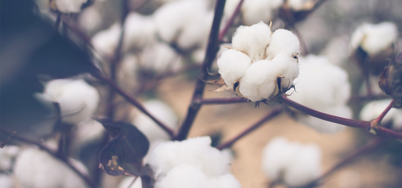 Cotton blossoms on an organic cotton farm