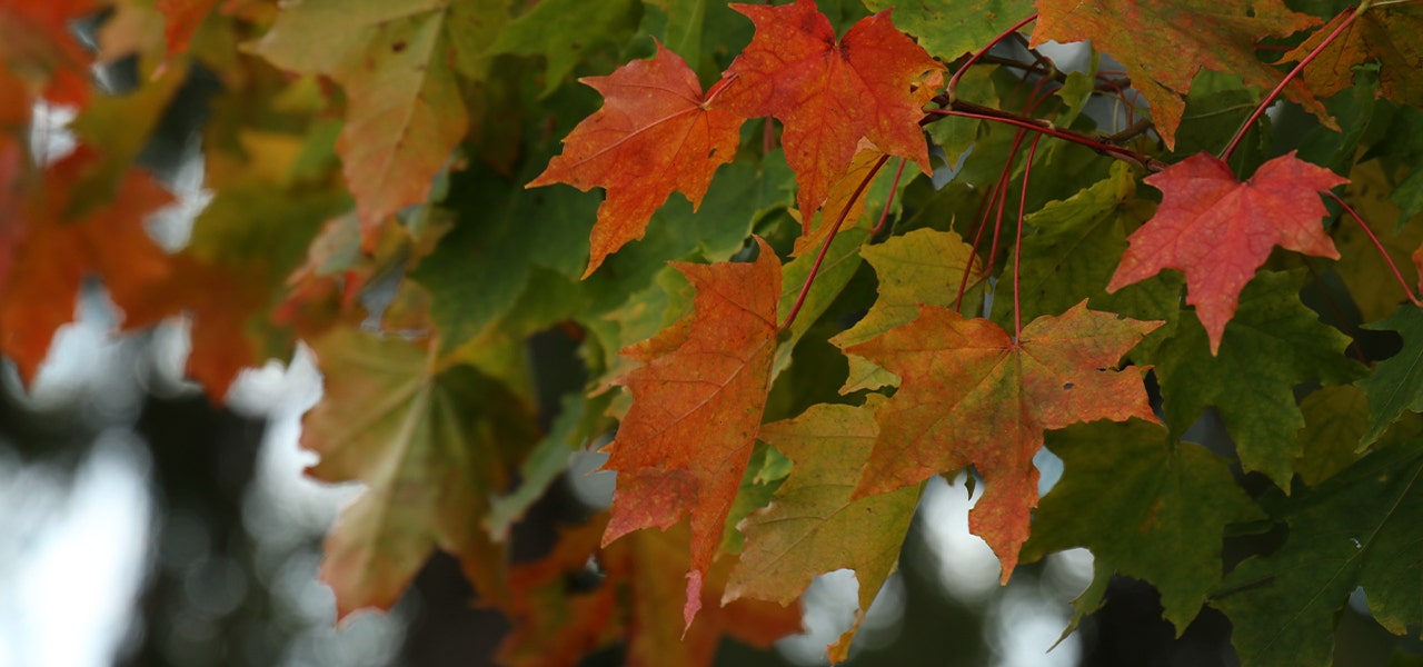 Maple tree with fall leaves changing from green to orange