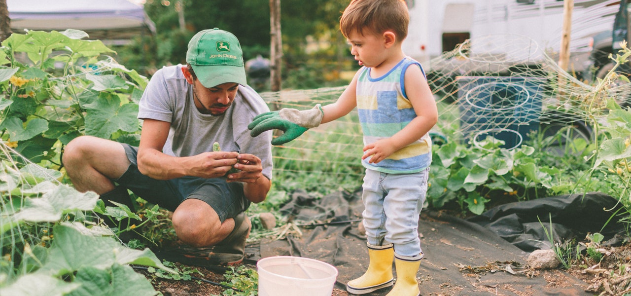 Man and small child working together in a large vegetable garden