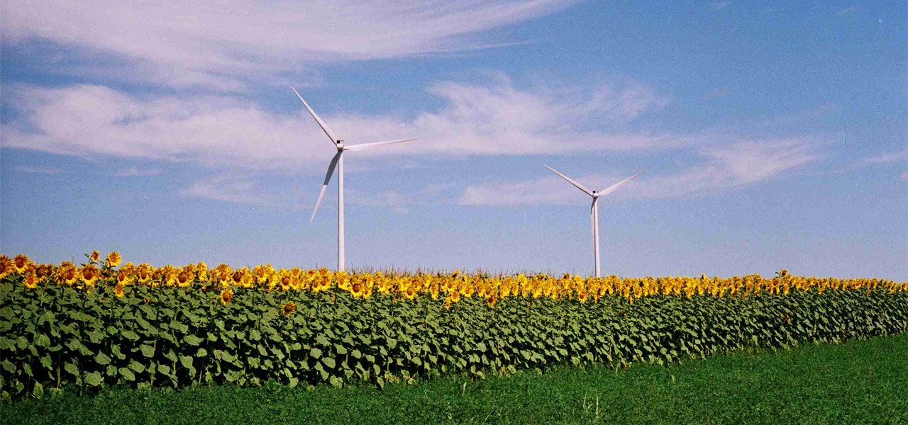 Windmills in a field of sunflowers