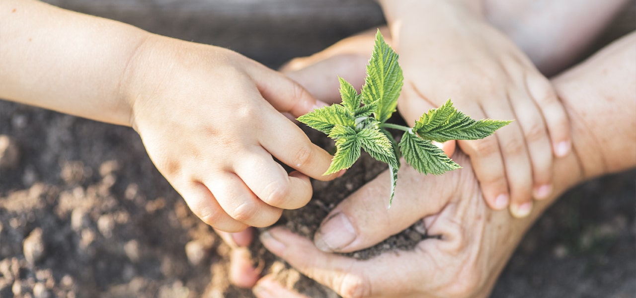 Parent's and child's hands planting together in the dirt