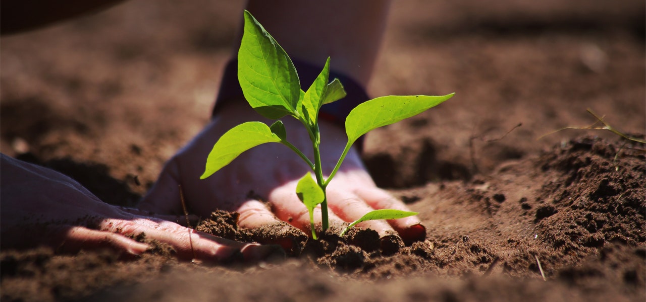 A person's hands patting wet soil around a small plant