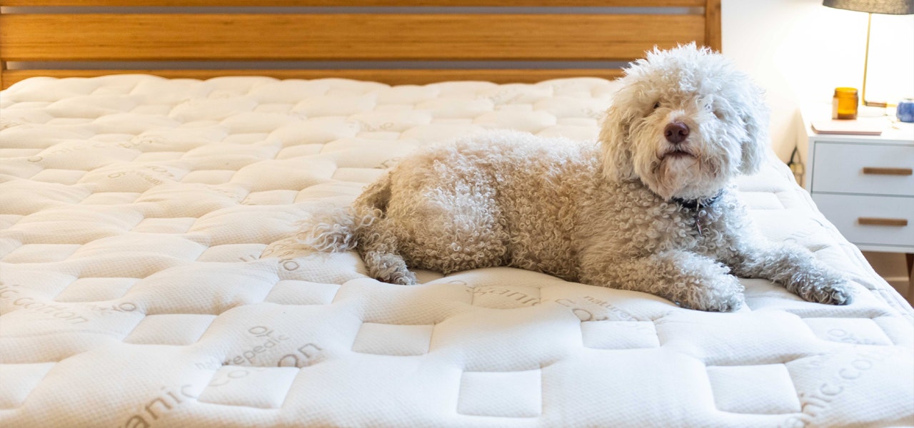 White dog sitting on a bare organic mattress