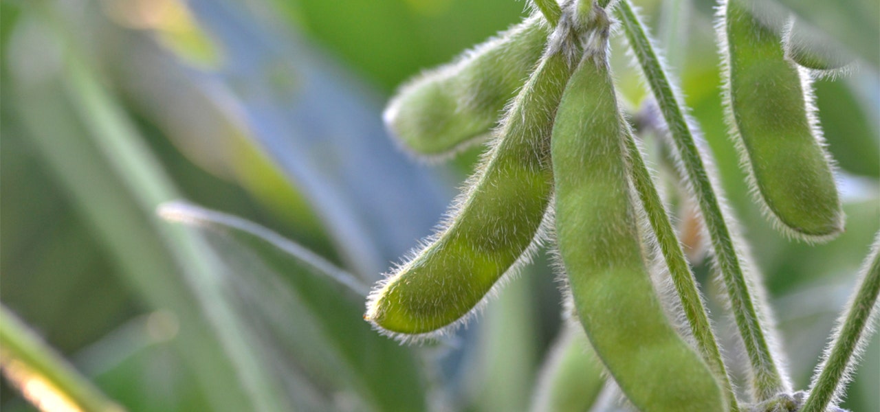 Soybeans growing on a soy plant