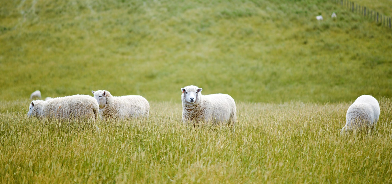 Sheep grazing in a field