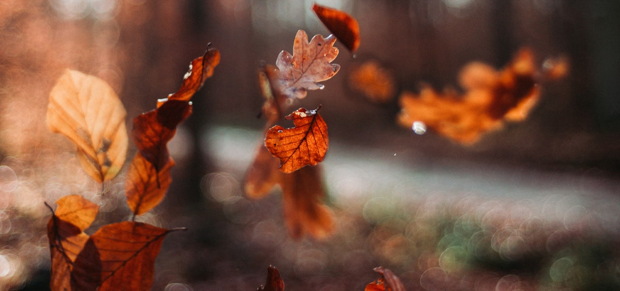 Close up of rustling leaves, an example of pink noise