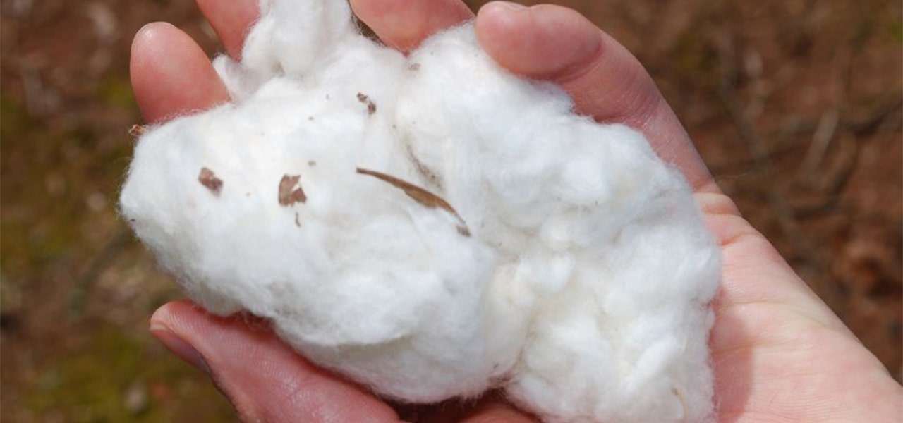 Person's hand holding raw organic cotton fiber