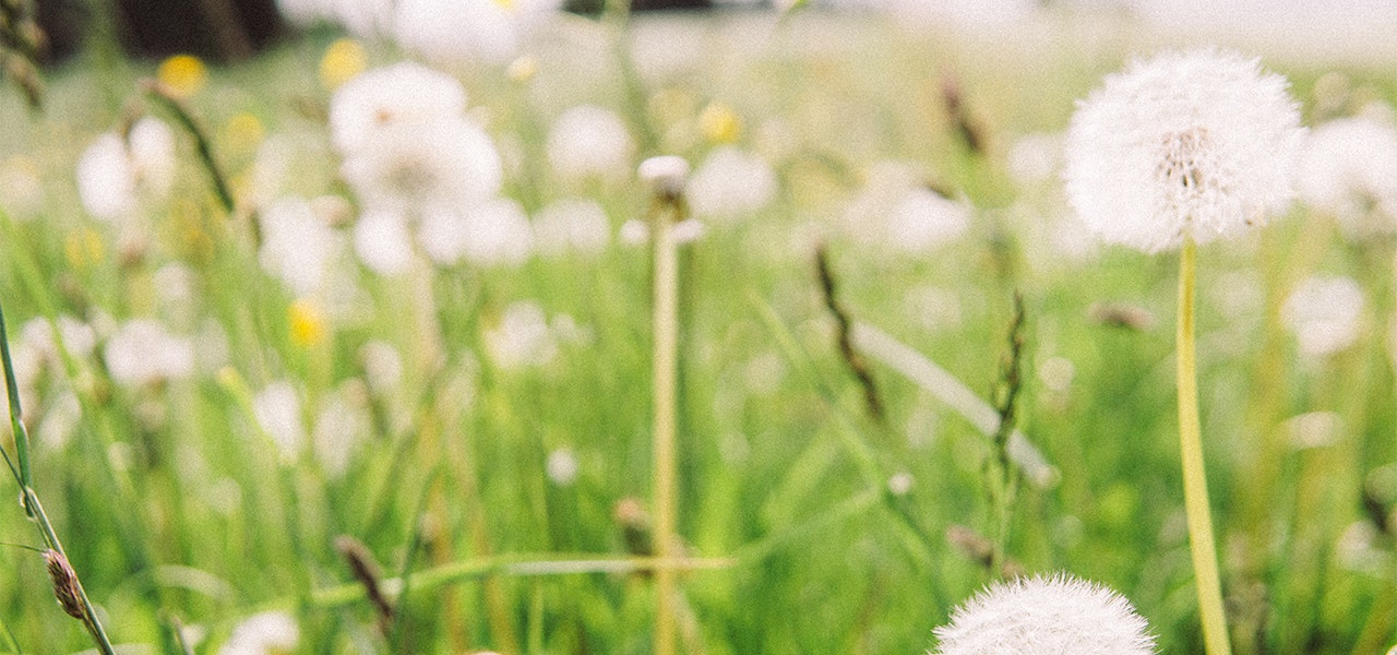 Field of dandelions in spring