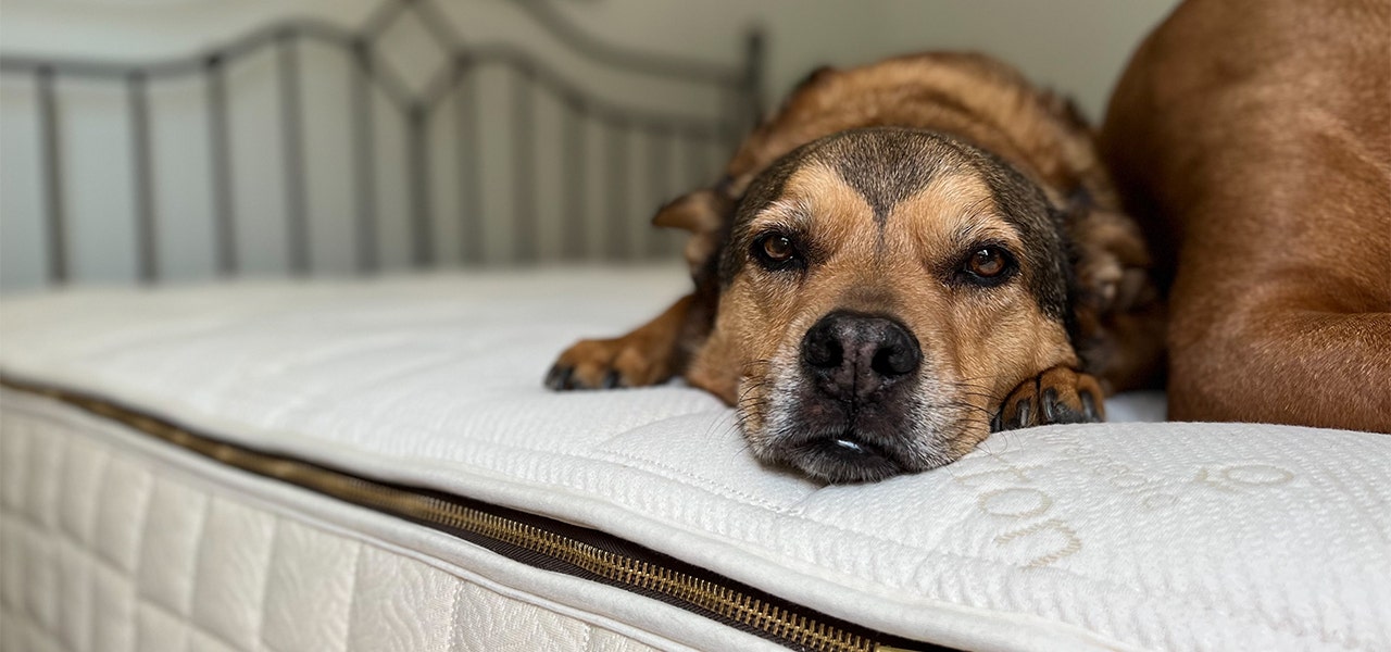 Pet dog resting on a mattress without a protector pad