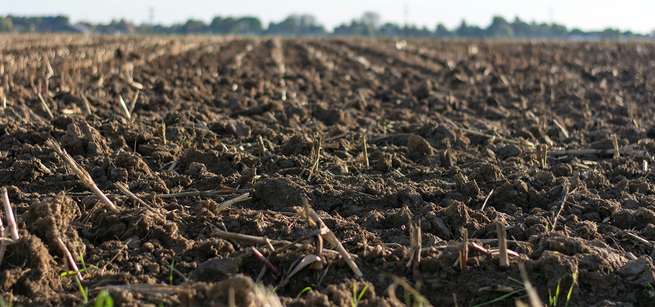 harvested organic cotton field