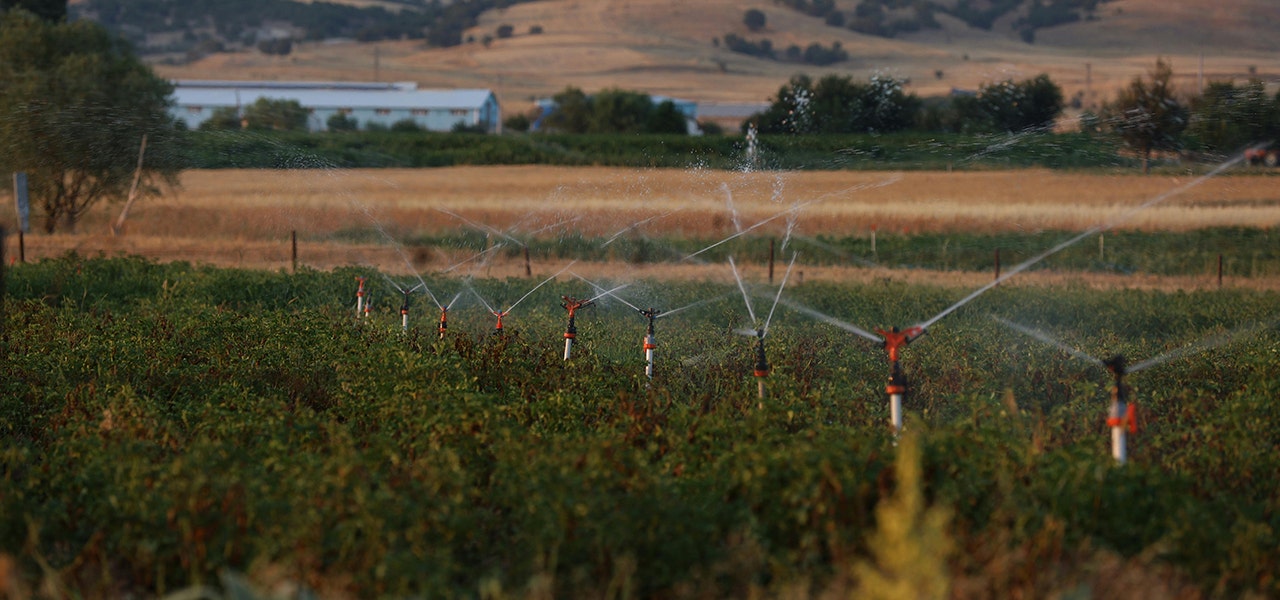 irrigated organic cotton field