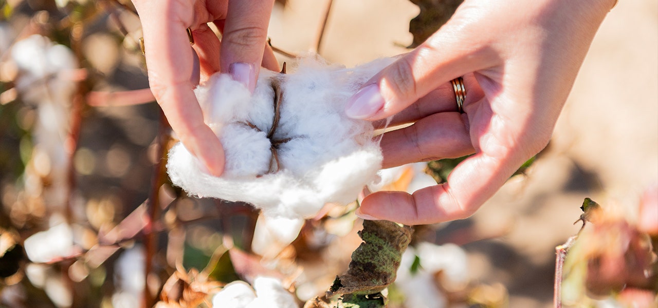 person holiding organic cotton boll