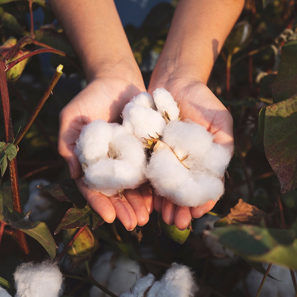 Hands holding organic cotton in field