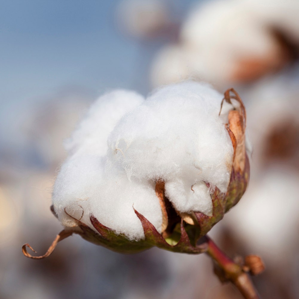 Organic cotton puff in field