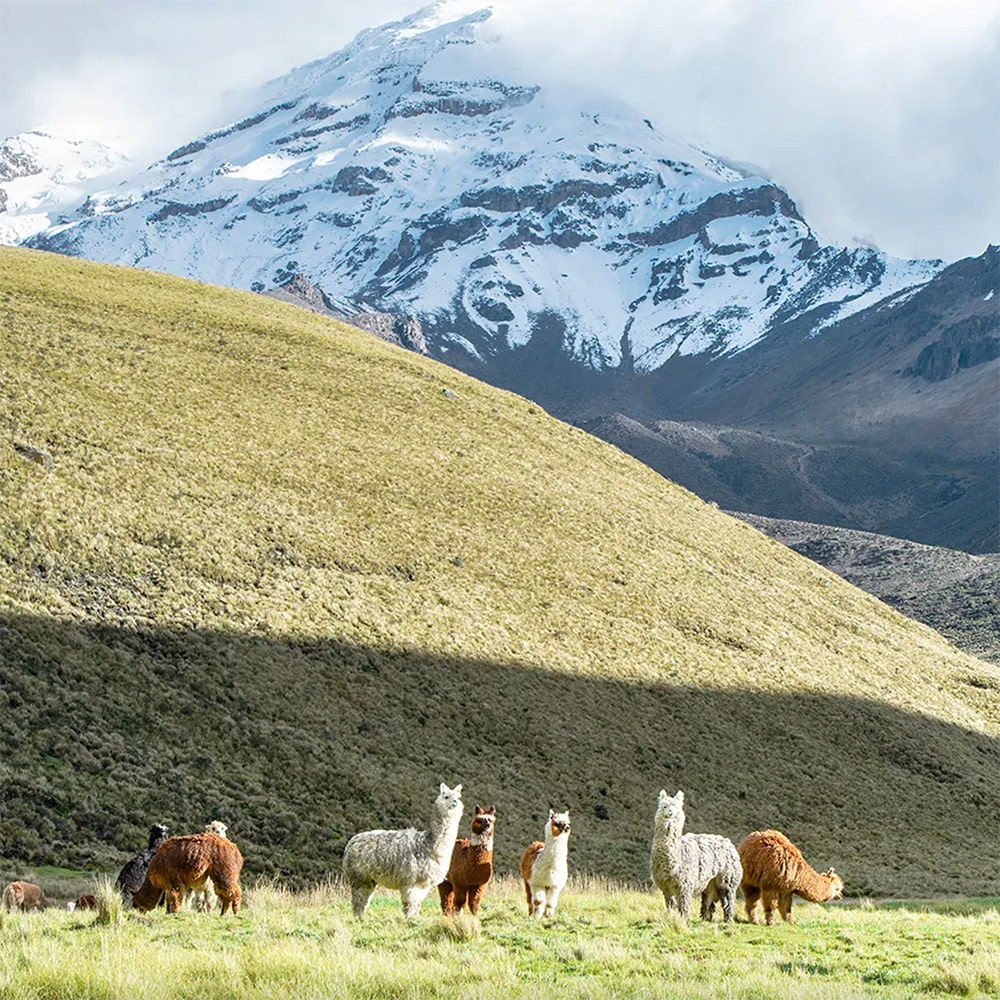 Alpacas in the wild
