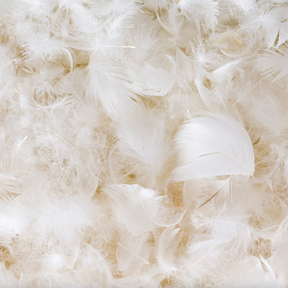 Down feathers