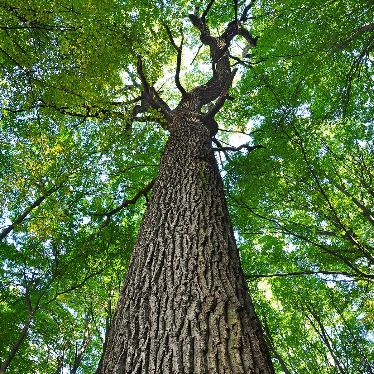 Oak Tree in Forest