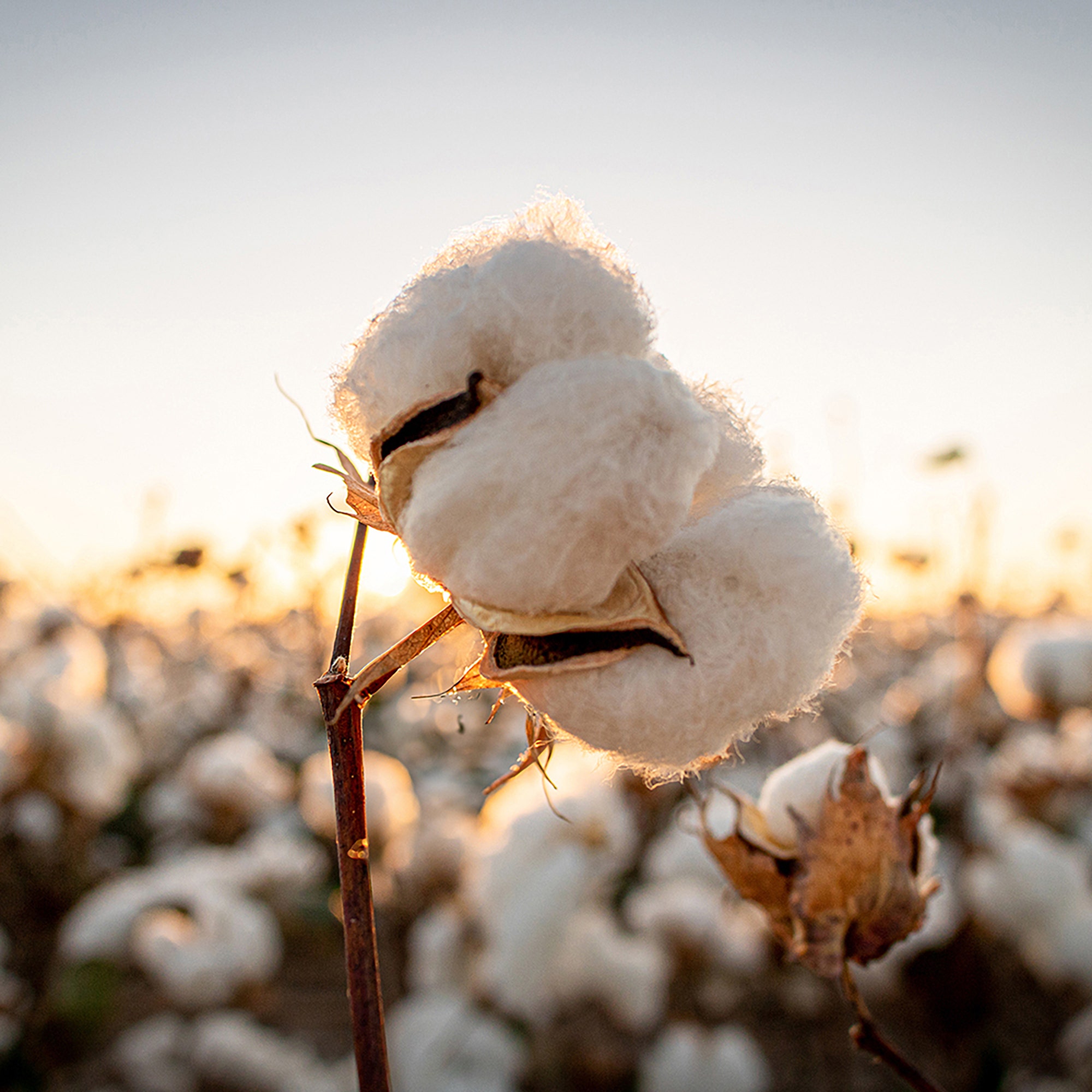 Cotton in field