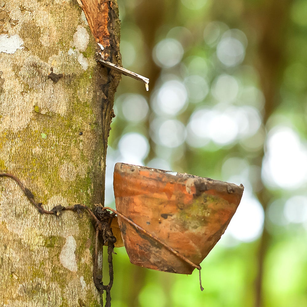 Latex rubber tree
