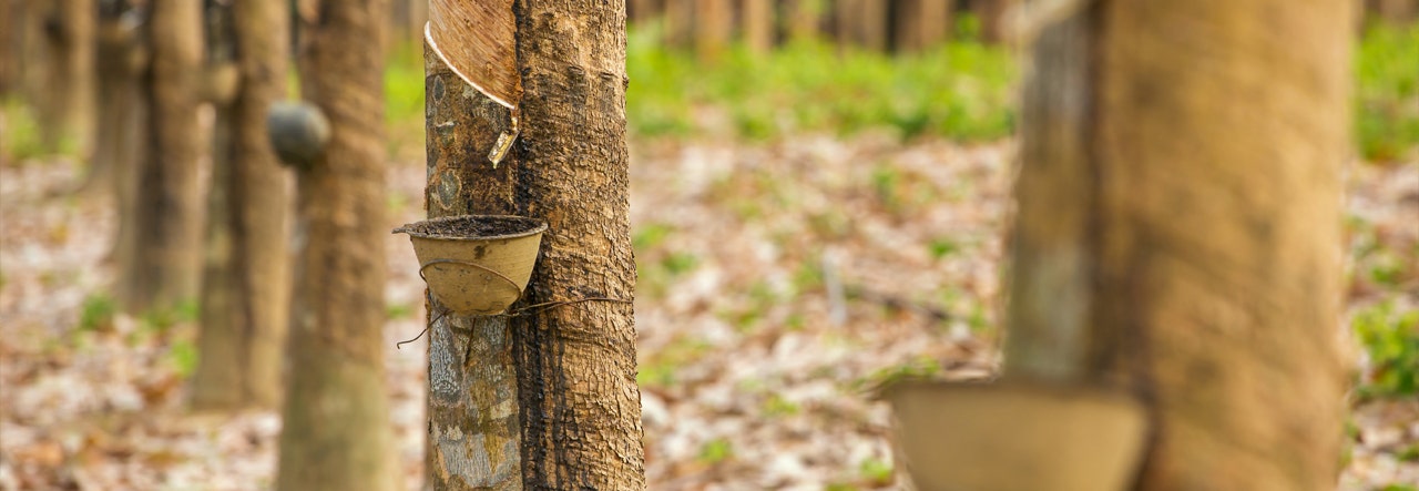 trees in forest collecting sap from organic rubber trees